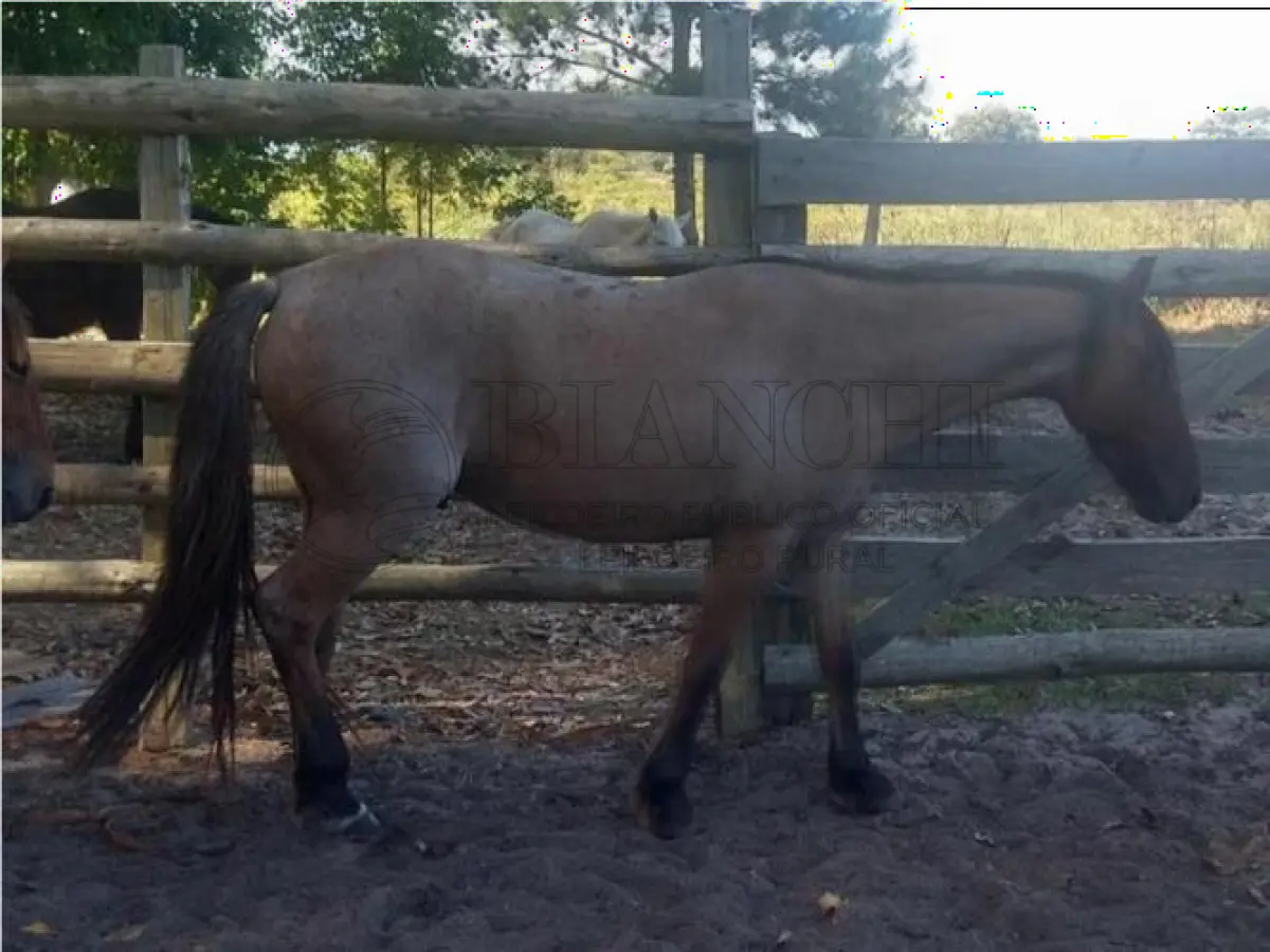 LOTE 018 - EQUINO,  Raça comum, Sexo Macho, idade 03 anos, Cor Rosiho Vermelho/Marrom