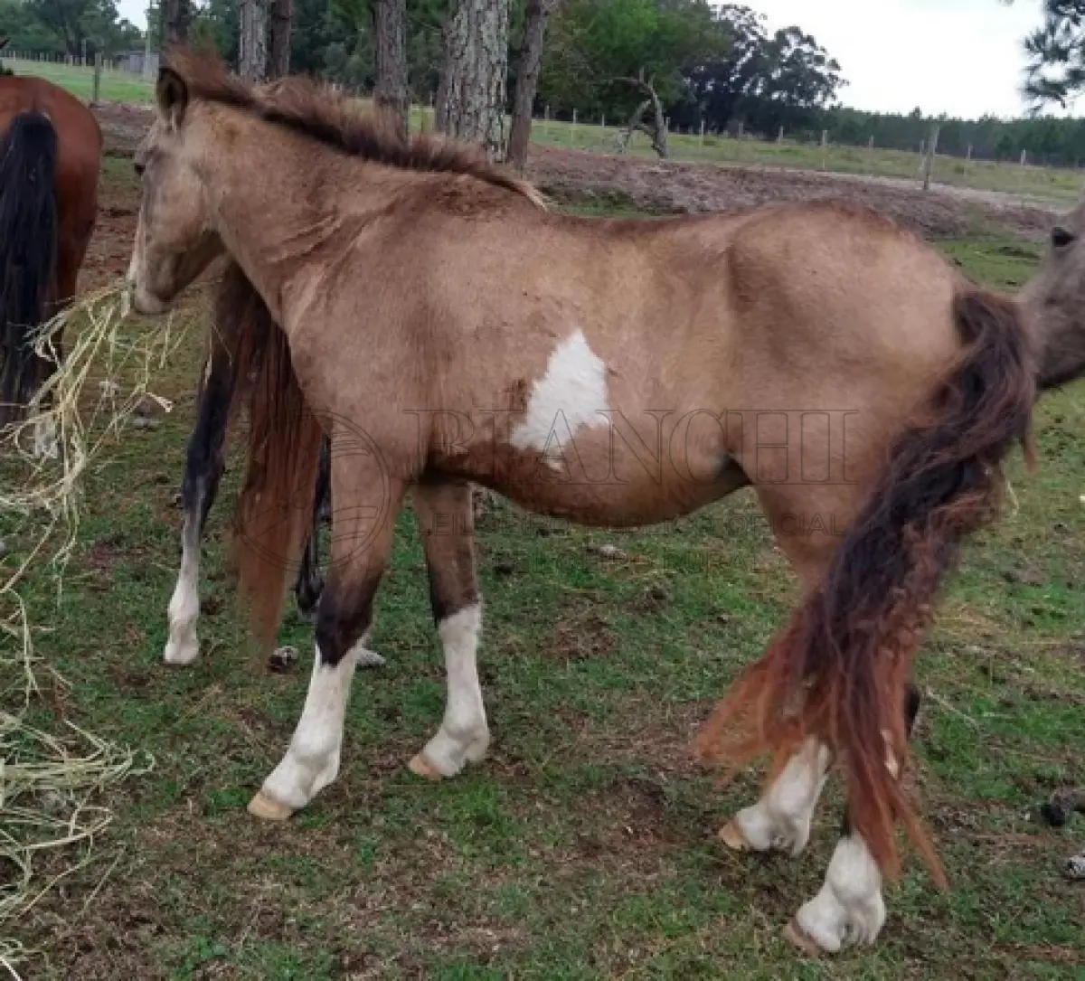 LOTE 007 - EQUINO,  Raça COMUM, Sexo macho, idade 02 anos cor baio bragado,  resenha 129/2023