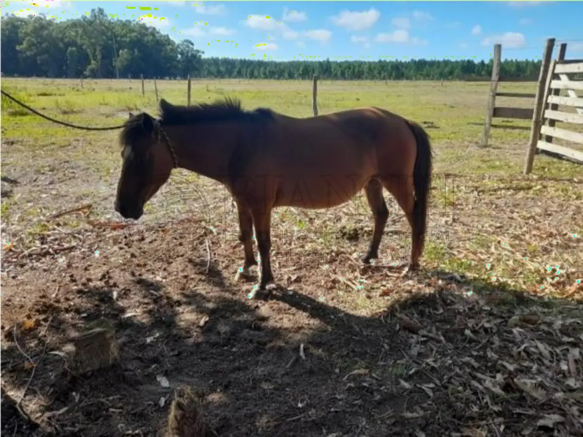 LOTE 005 - EQUINO,  Raça comum, Sexo Femea, idade 14 anos, Cor Vernelha