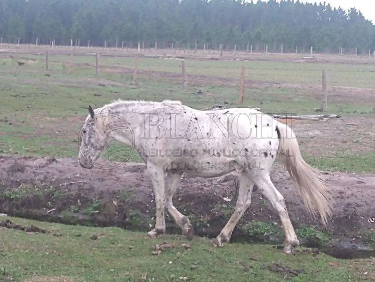 LOTE 011 - SEMOVENTE, EQUINO, RAÇA COMUM, SEXO MACHO, IADE 12 ANOS, PELAGEM APALOZZA BRANCO COM PINTAS PRETAS.