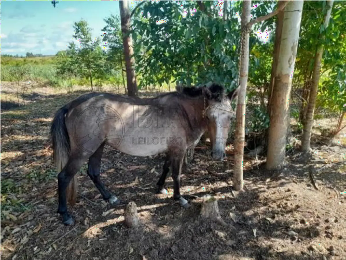 LOTE 003 - EQUINO,  Raça COMUM, Sexo Femea, idade 03  anos, Cor  Cinza escuro