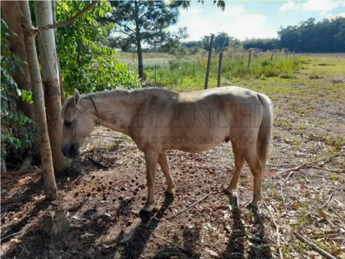 LOTE 001 - EQUINO,  Raça comum, Sexo Macho, idade 03 anos, Cor Baio Amarelo,