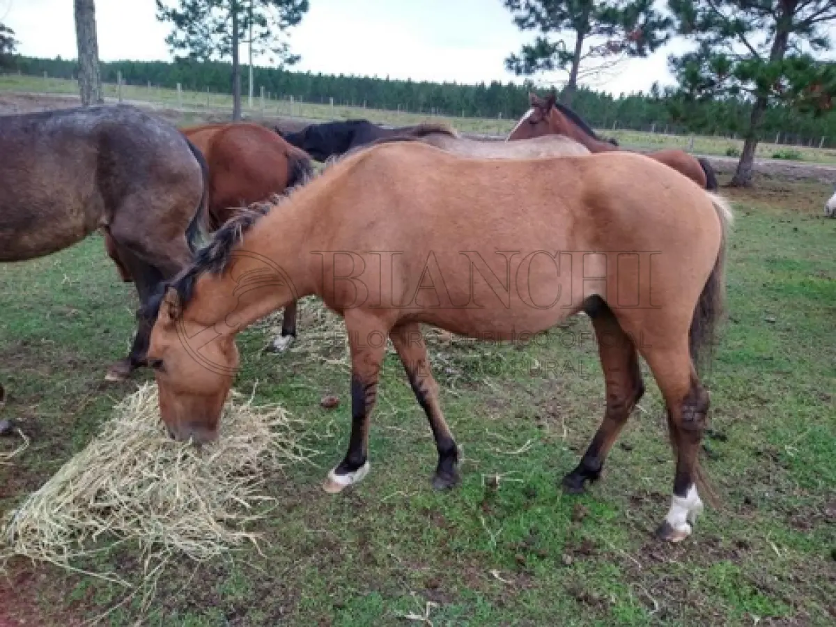 LOTE 001 - EQUINO,  Raça comum, Sexo Macho, idade 04 anos, Cor gateado Laranja resenha 123/2023