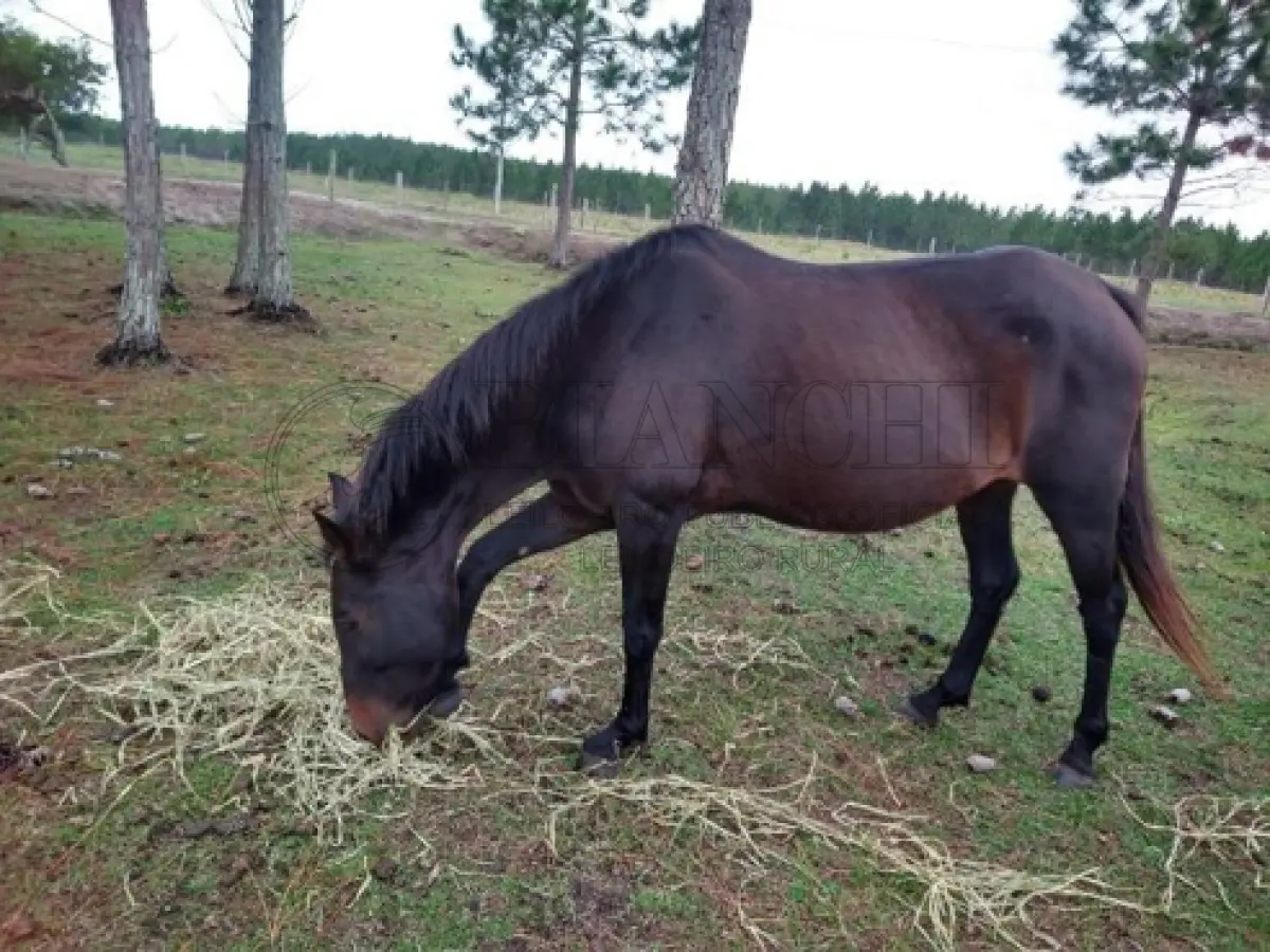 LOTE 004 - EQUINO,  Raça COMUM, Sexo macho, idade 10 anos, cor  Zaina preta  resenha 126/2023