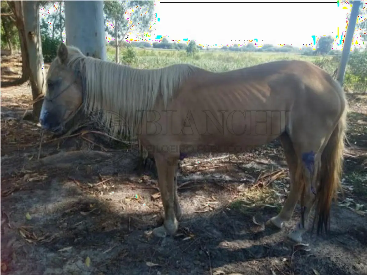 LOTE 010 - EQUINO,  Raça comum, Sexo Femea, idade 18 anos, Cor Bio Amarelo