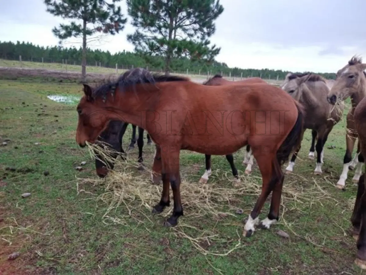 LOTE 003 - EQUINO,  Raça COMUM, Sexo macho, idade 02 anos, cor colorado Marron j resenha 125/2023