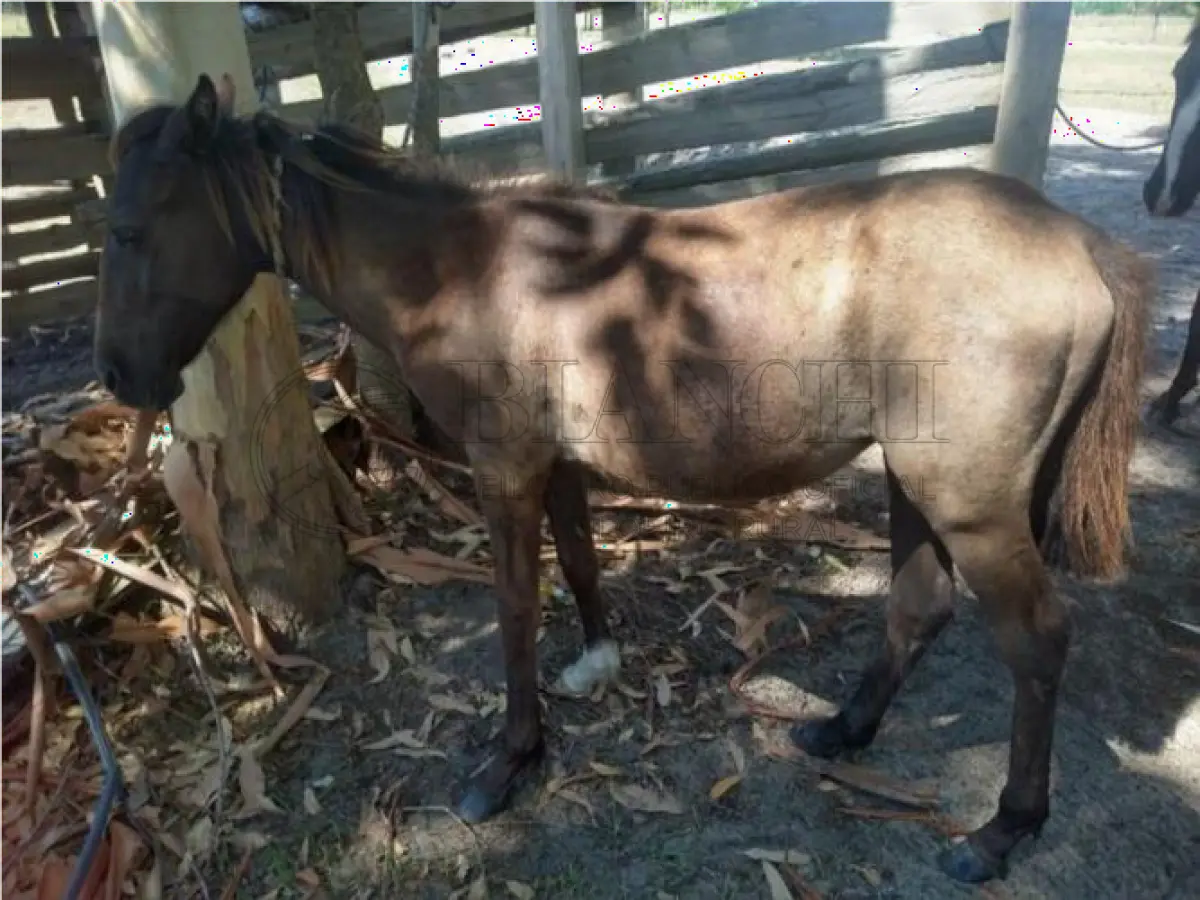 LOTE 008 - EQUINO,  Raça comum, Sexo Femea, idade 10 anos, Cor Marrom