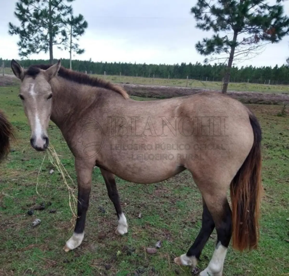 LOTE 008 - EQUINO, Raça COMUM, sexo femea, idade 11 anos, Cor baia, resenha  130/2023