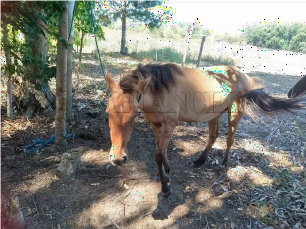 LOTE 016 - EQUINO,  Raça comum, Sexo Femea, idade 06 anos, Cor  Gatiada laranja com patas pretas