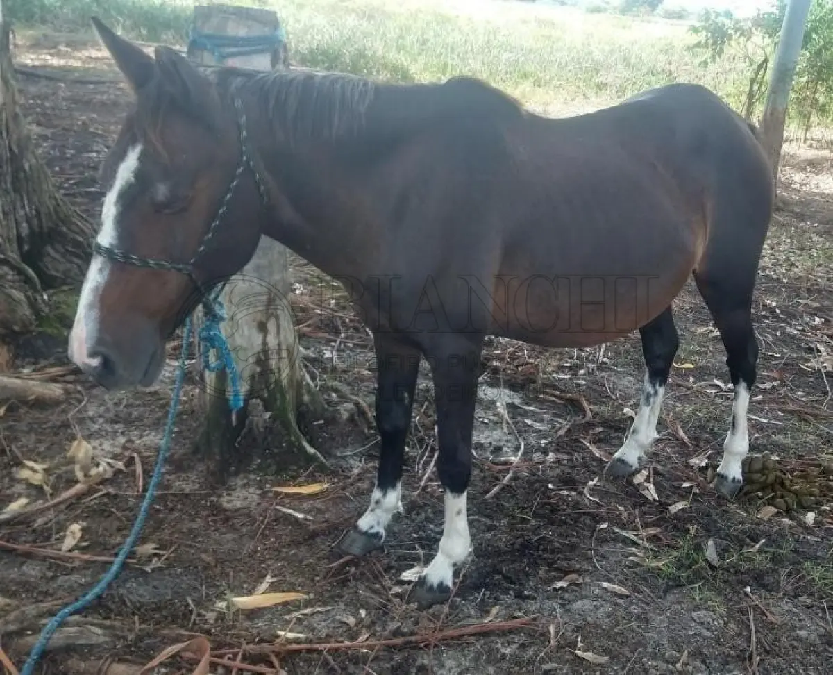 LOTE 017 - EQUINO,  Raça comum, Sexo Femea, idade 12 anos, Cor Picassa, Marrom com patas Brancas