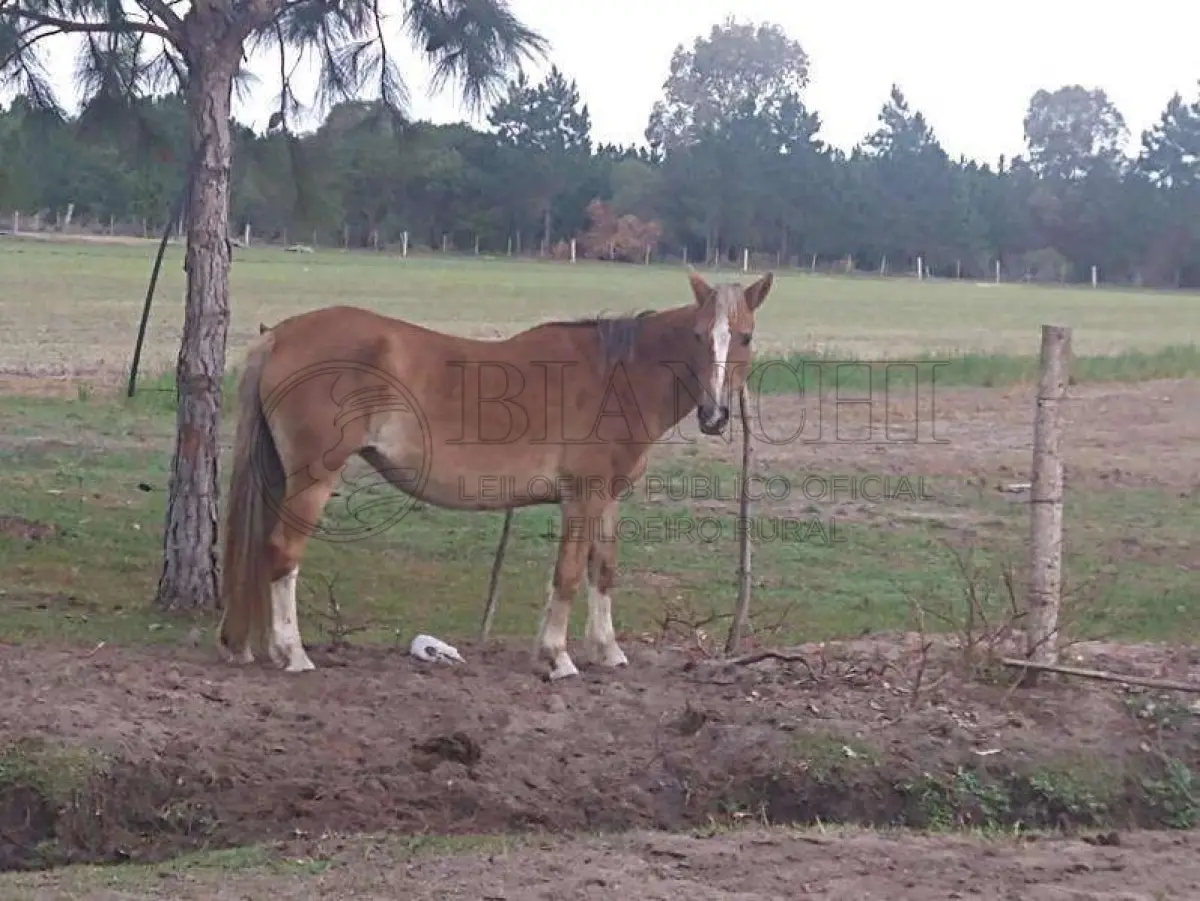 LOTE 012 - SEMOVENTES, EQUINO, FEMEA, RAÇA COMUM, PELAGEM TOSTADA LARANJA