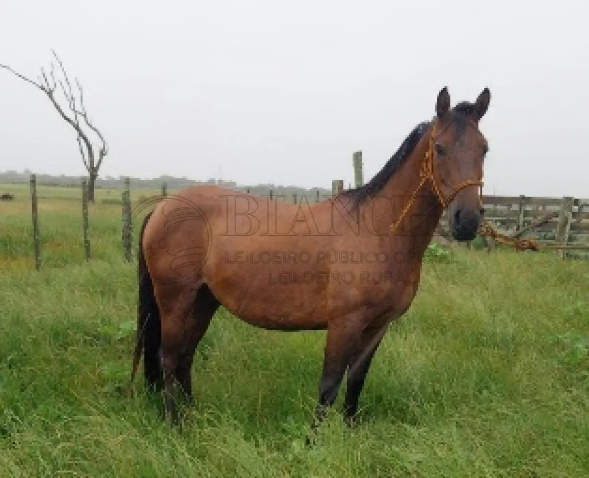 LOTE 010 - Equino Macho comum aparentemente 8 anos