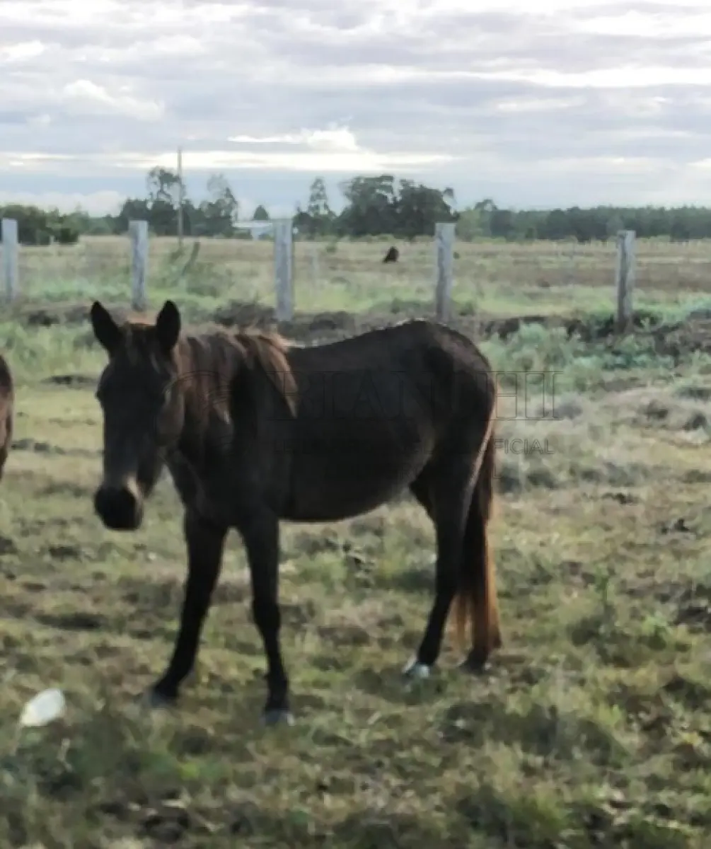 LOTE 025 - Equino Fêmea Comum Aparentemente 7 anos