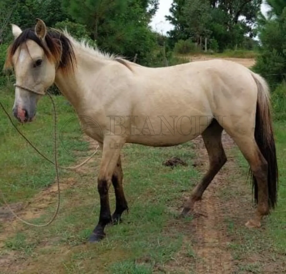LOTE 014 - Equino Macho Comum aparentemente 7 anos
