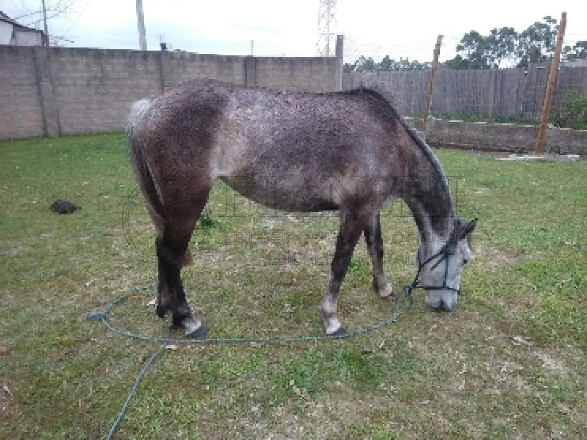 LOTE 004
