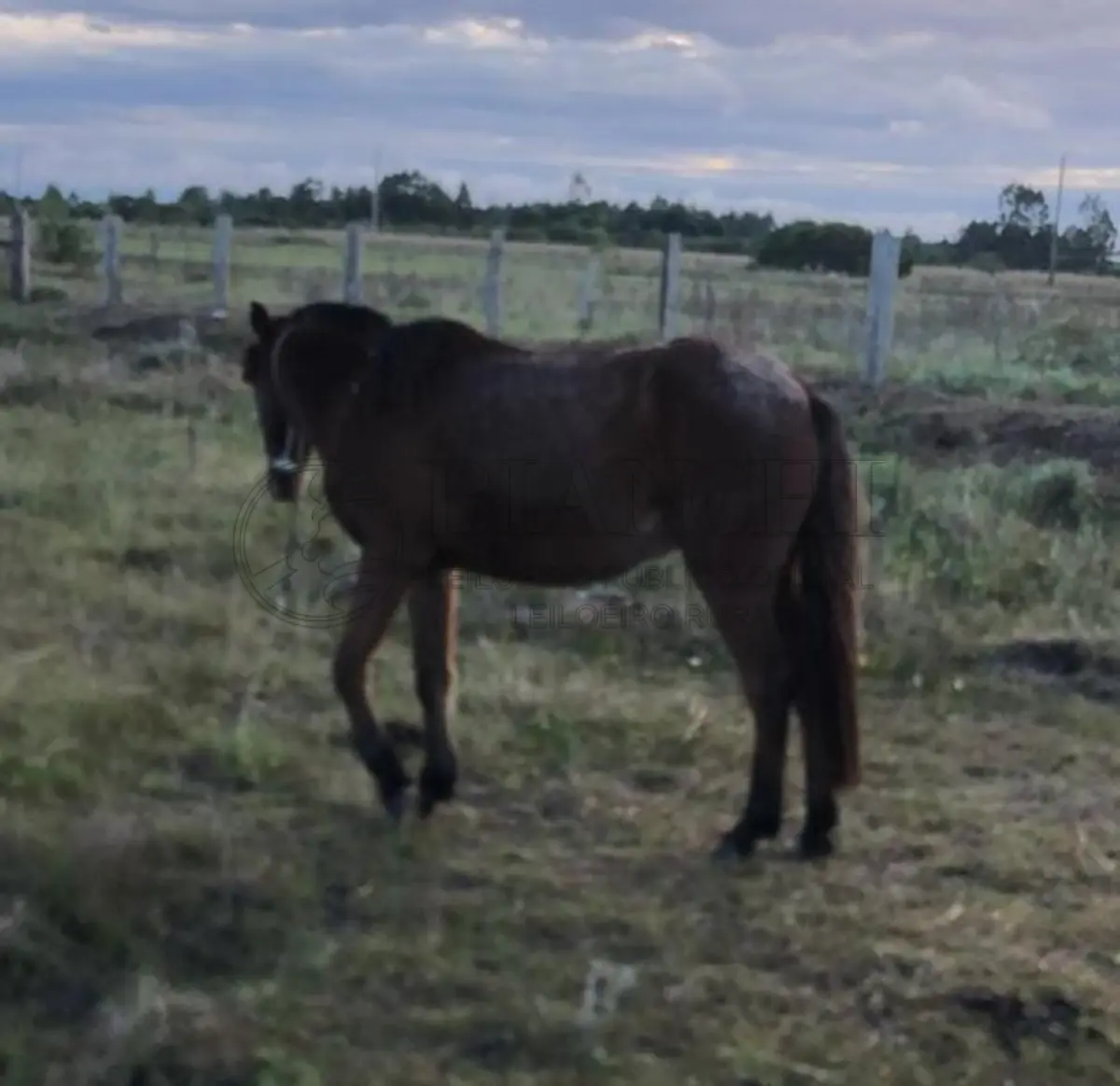 LOTE 026