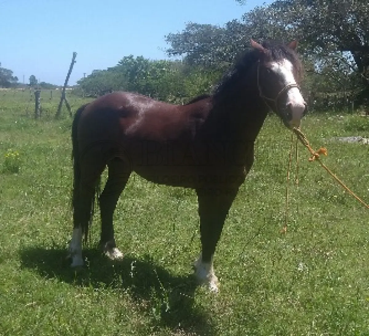 LOTE 007 - Equino Macho comum  aparentemente 4 anos