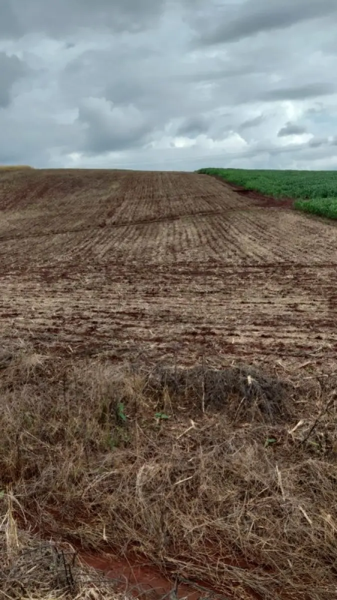 LOTE 000 - 2,5 HECTARES