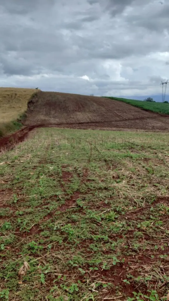 LOTE 000 - 2,5 HECTARES