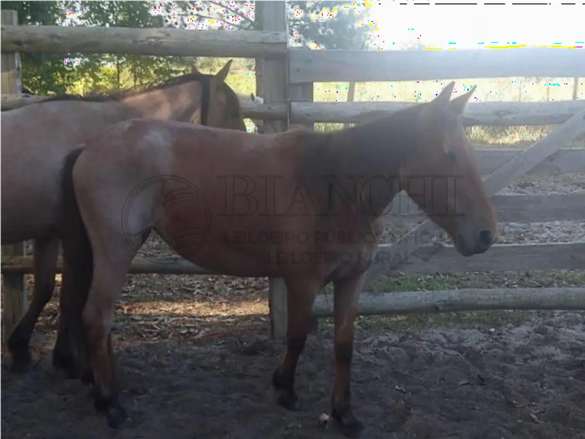 LOTE 019 - EQUINO,  Raça comum, Sexo Femea, idade 03 anos, Cor Rosiho Vermelho/Marrom