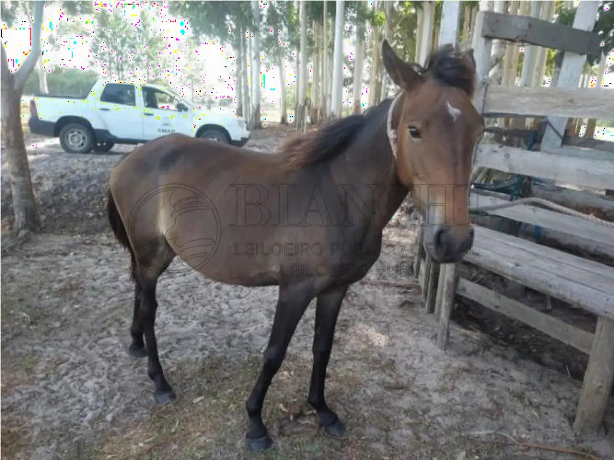 LOTE 014 - EQUINO,  Raça comum, Sexo Femea, idade 03 anos, Cor Zaina Vermelho Escuro