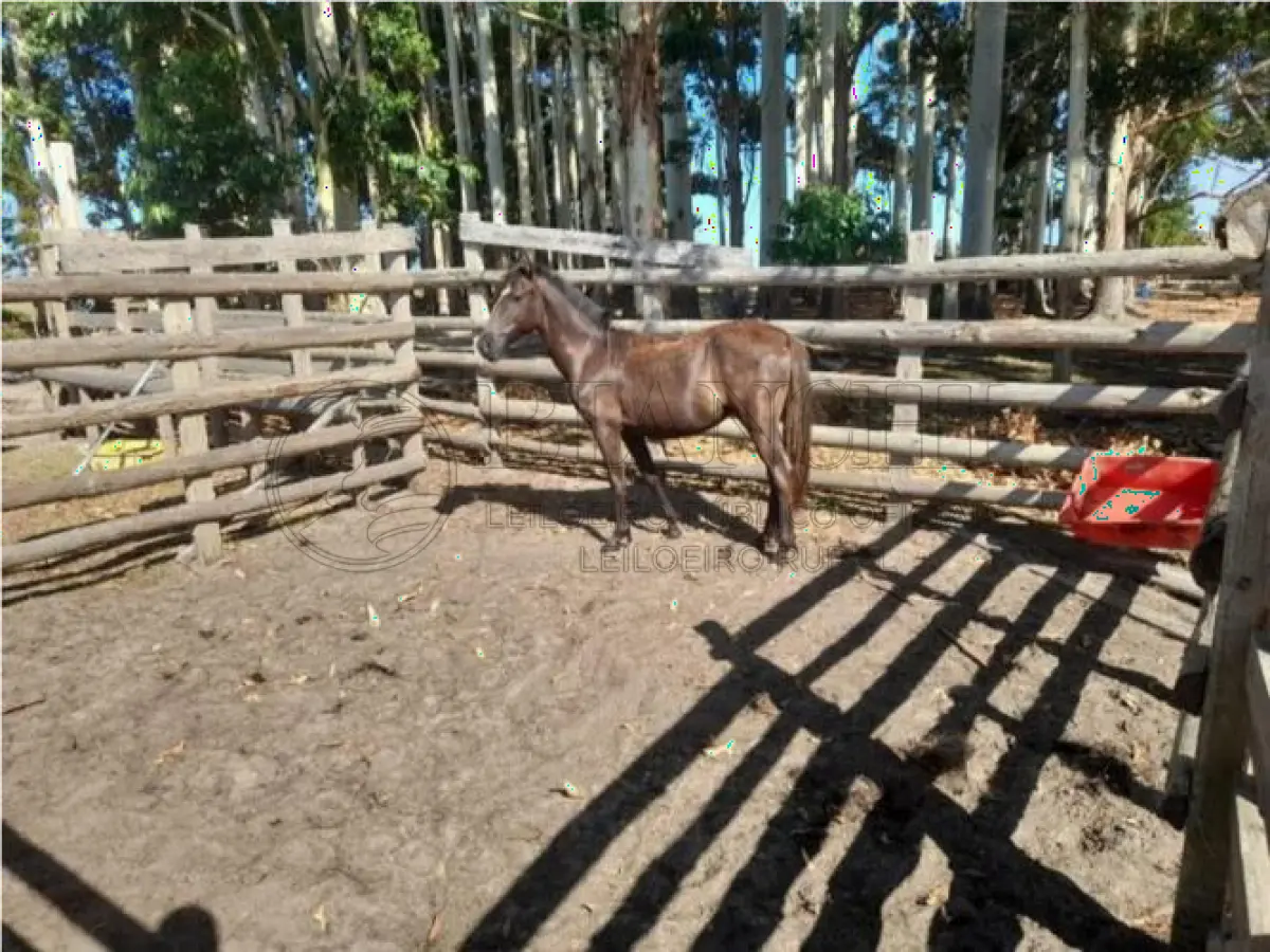 LOTE 006 - EQUINO,  Raça comum, Sexo Femea, idade 02 anos, Cor Preta