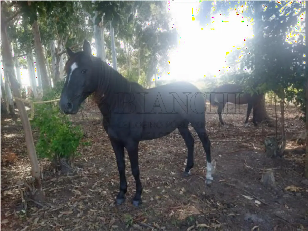LOTE 020 - EQUINO,  Raça comum, Sexo femea, idade 25 anos, Cor  Zaino Preto