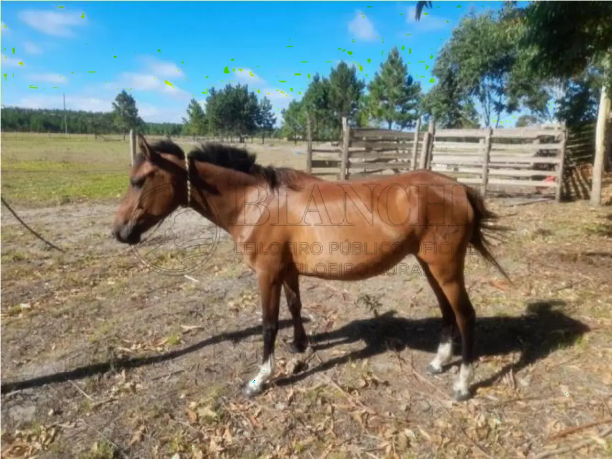 LOTE 004 - EQUINO,  Raça NP, Sexo Femea, idade 03  anos, Cor  Vermelha