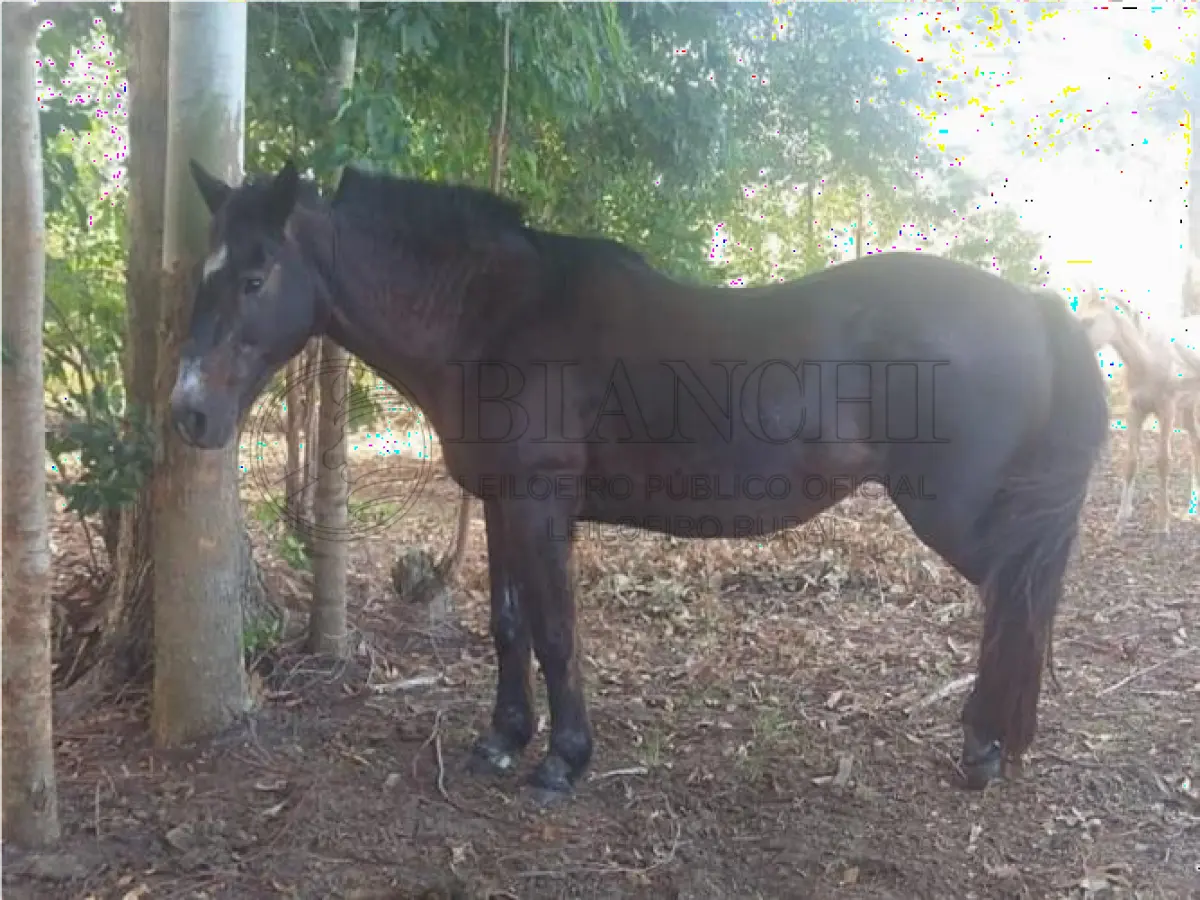LOTE 021 - EQUINO,  Raça comum, Sexo femea, idade 30 anos, Cor  Zaino Preto