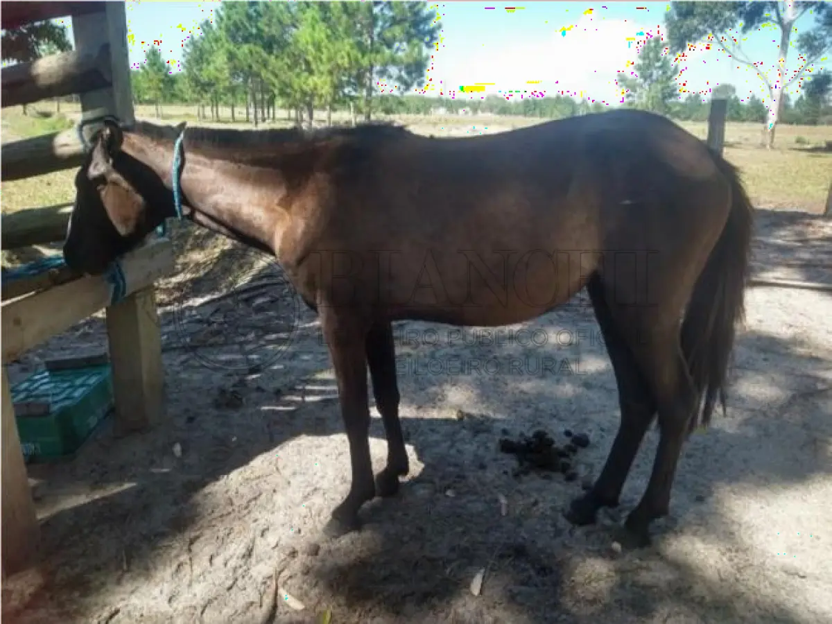 LOTE 009 - EQUINO,  Raça comum, Sexo Femea, idade 03 anos, Cor Picassa Marrom