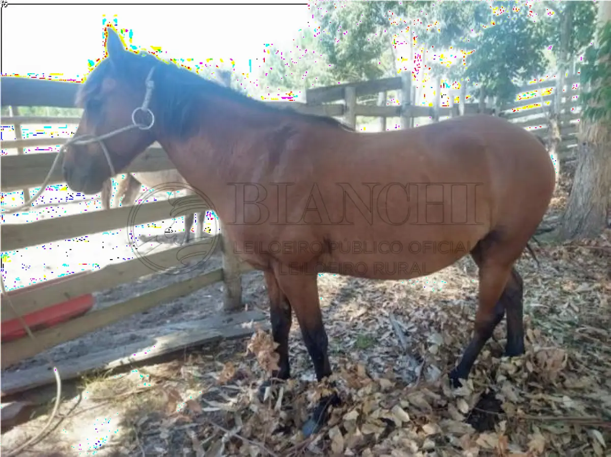 LOTE 011 - EQUINO,  Raça comum, Sexo Macho, idade 10 anos, Cor Colorado Vermelho