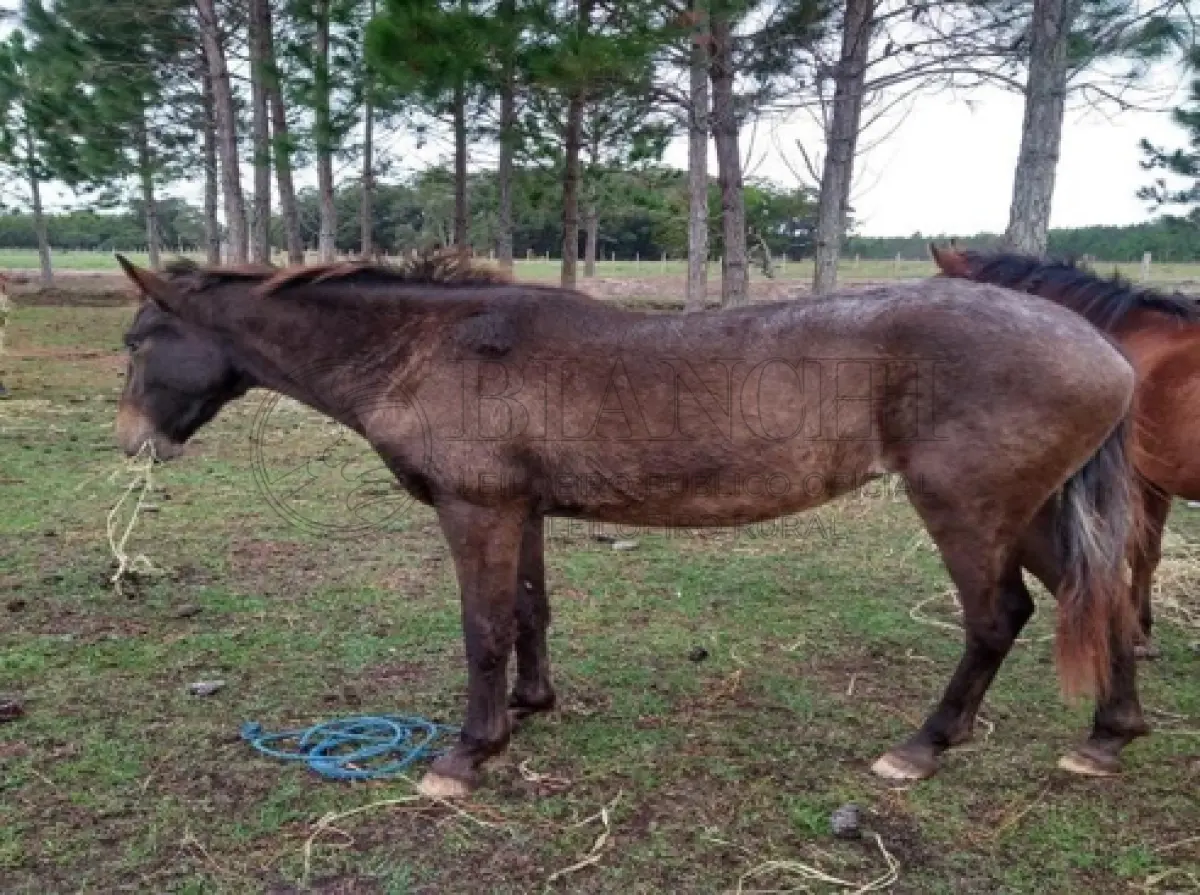LOTE 002 - EQUINO,  Raça Apaluza, Sexo femea,  idade 04 anos,  pelagem Moura, resenha 124/2023