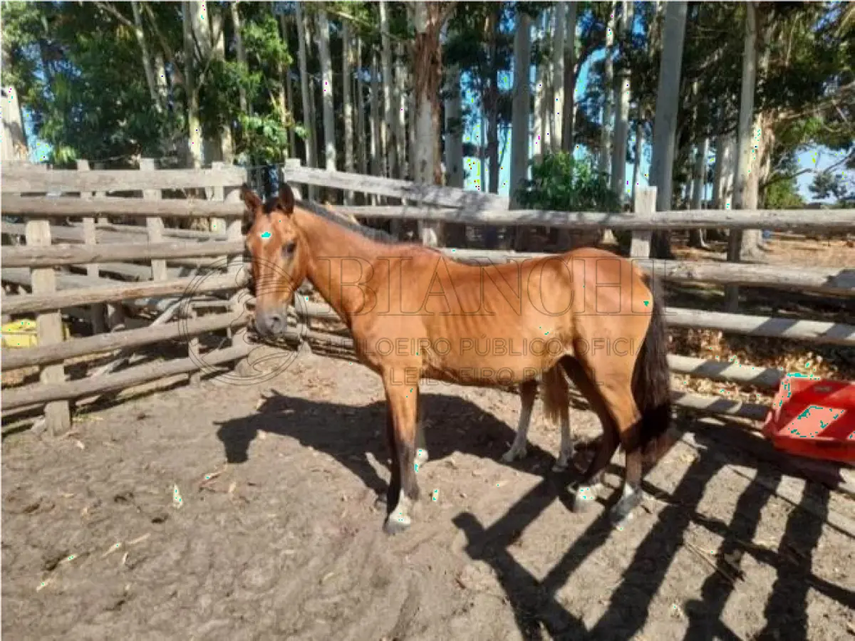 LOTE 007 - EQUINO,  Raça comum, Sexo Macho, idade 10 anos, Cor Vermelha