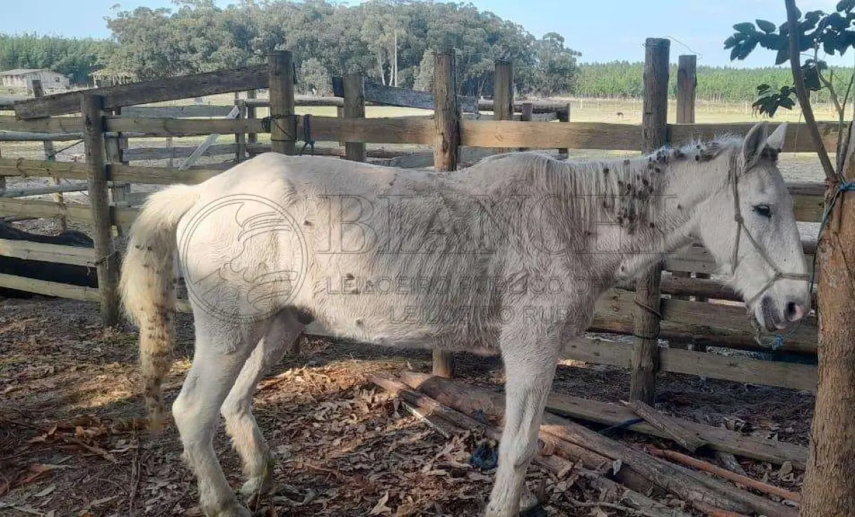 LOTE 010 - SEMOVENTE, EQUINO, RAÇA COMUM, MACHO, IDADE DE 25 ANOS, PELAGEM TORDILHO BRANCO,