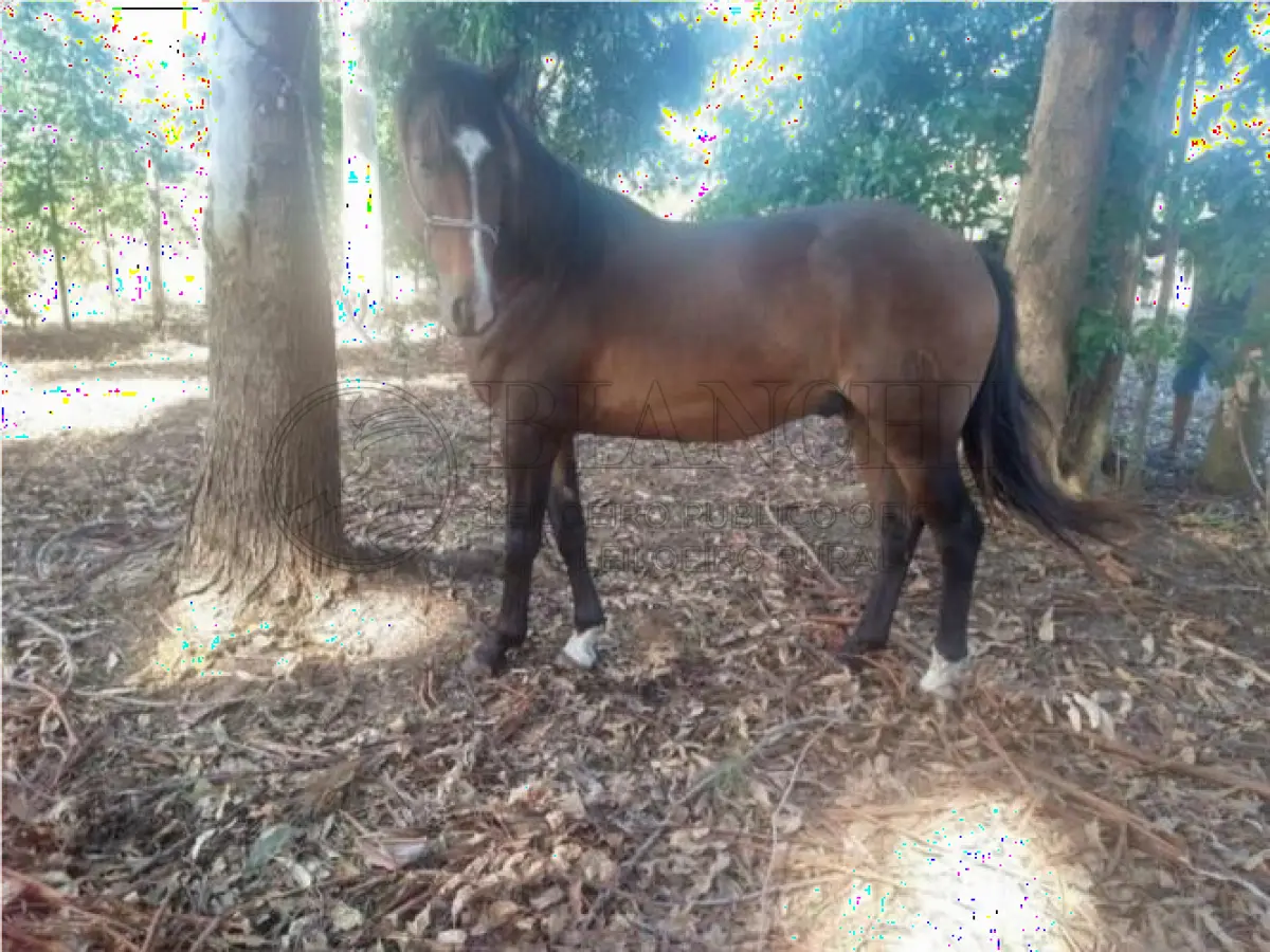 LOTE 022 - EQUINO,  Raça comum, Sexo macho, idade 06 anos, Cor  Zaino Preto