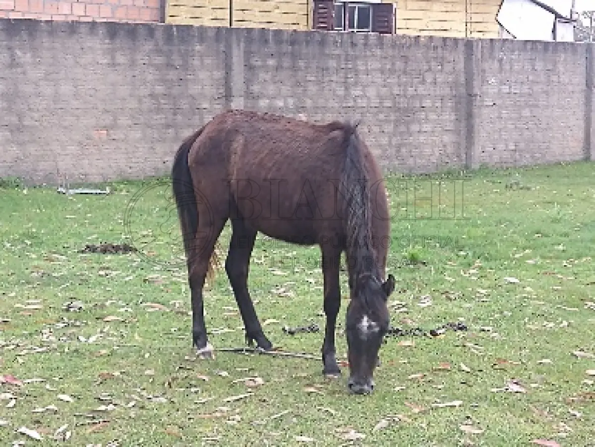 LOTE 002 - Equino Fêmea aparentemente 1 ano