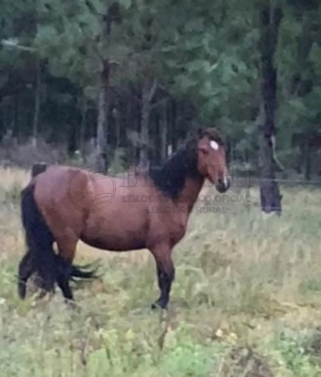 LOTE 023 - Equino Macho, comum aparentemente 9 anos