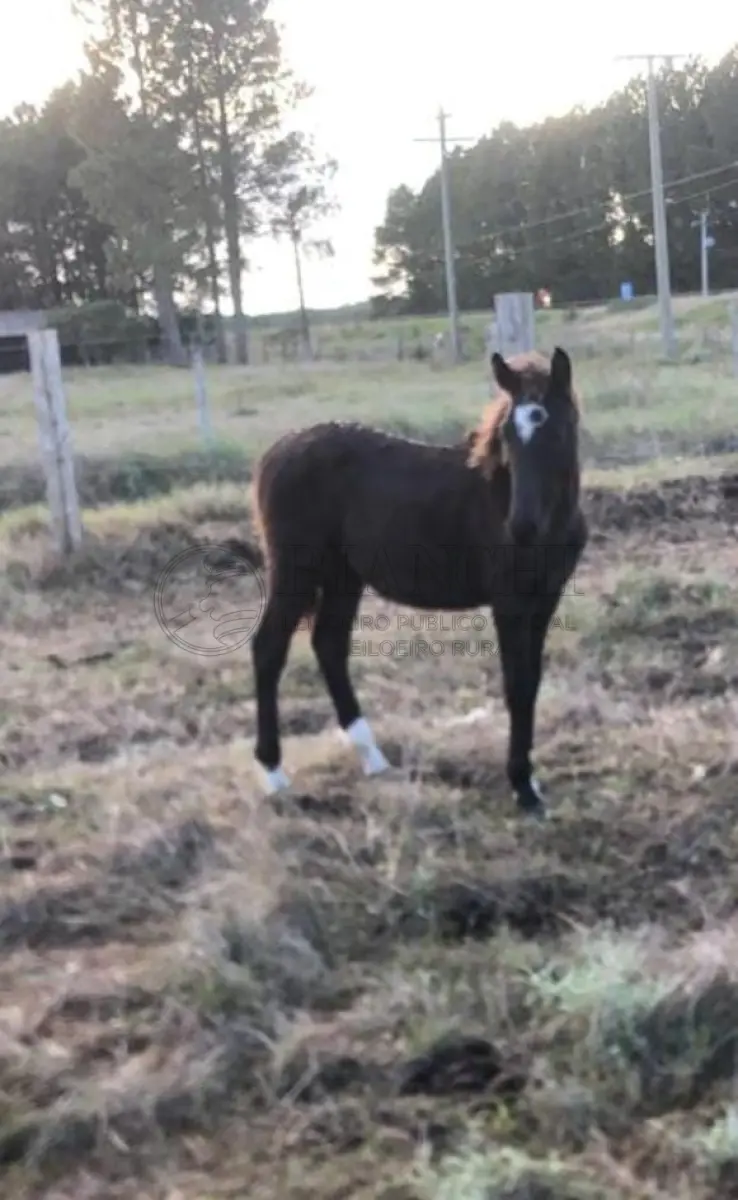 LOTE 024 - Equino Macho comum, Aparentemente 1 ano