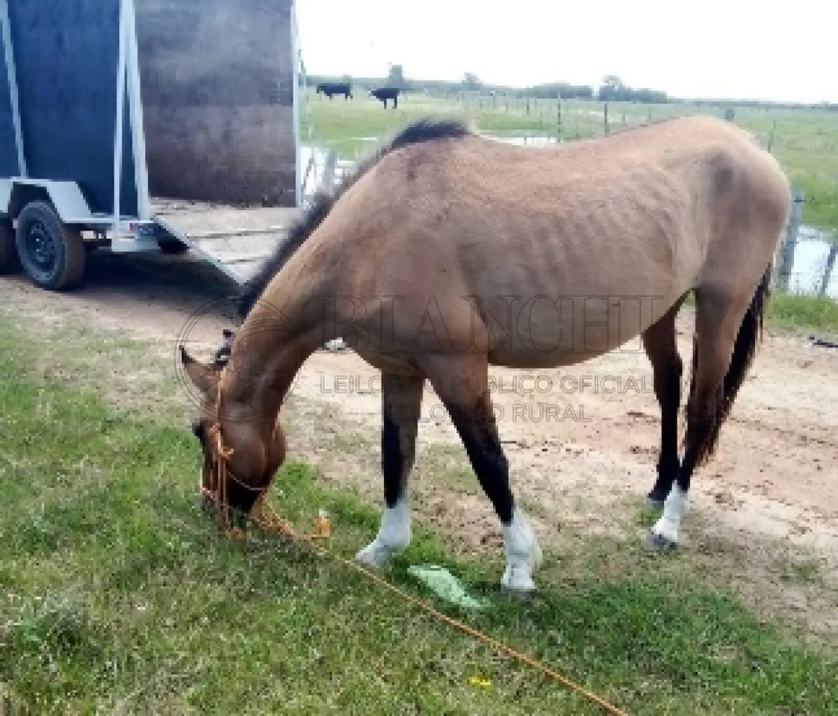 LOTE 008 - Equino Macho comum aparentemente 5 anos