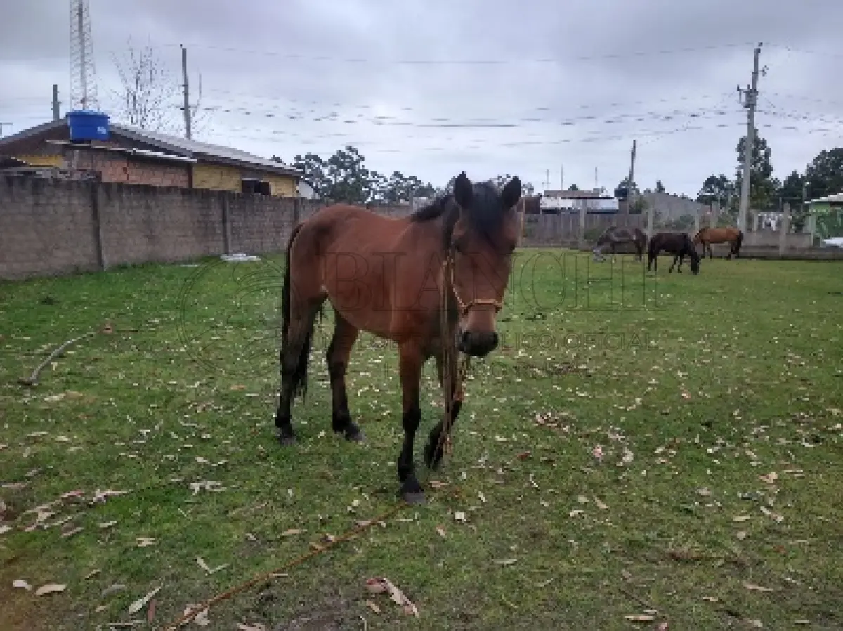 LOTE 001 - Equino Macho comum aparentemente 8 anos.