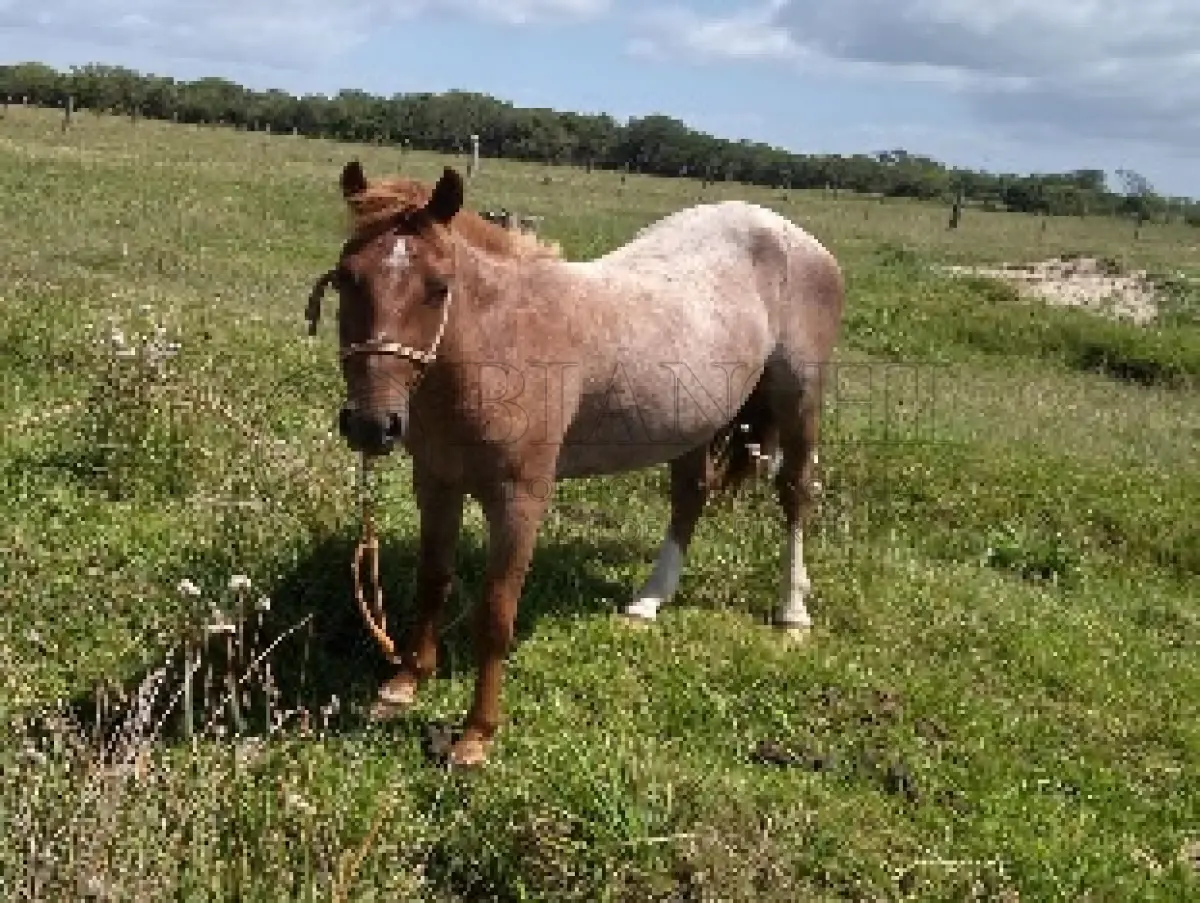 LOTE 012 - Equino Macho comum aparentemente 4 anos