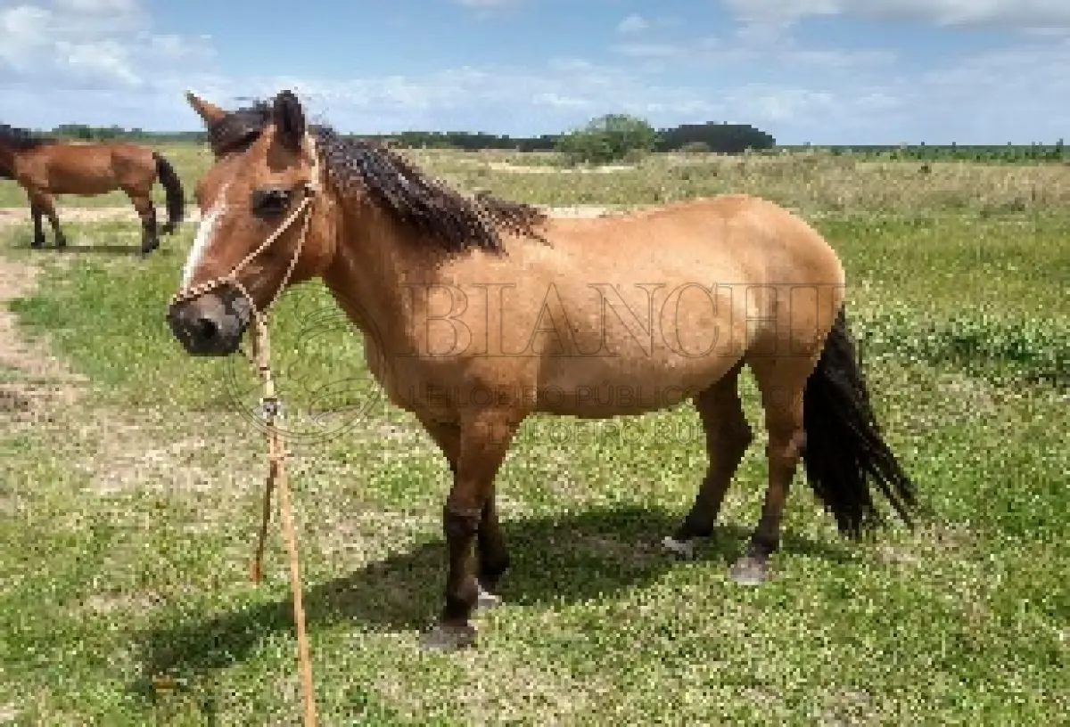 LOTE 013 - Equino Fêmea Comum aparentemente 6 anos