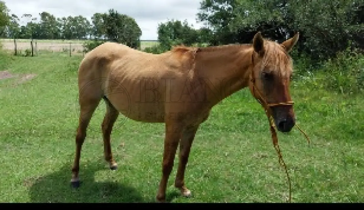 LOTE 015 - Equino Fêmea Comum aparentemente 6 anos