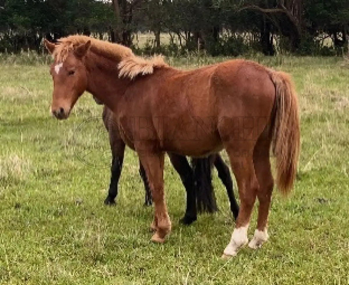 LOTE 011 - Equino Macho comum, aparentemente 2 ANOS