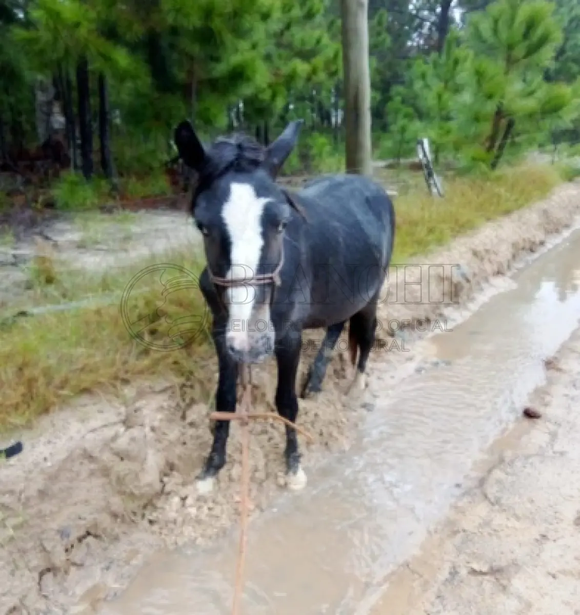LOTE 003 - Equino Macho comum, aparentemente 5 anos