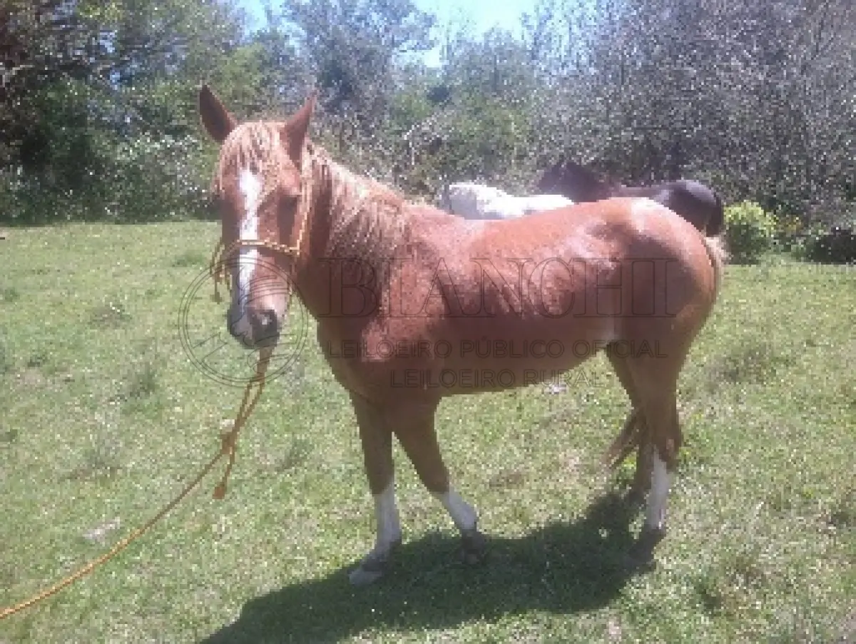 LOTE 006 - Equino Macho comum aparentemente 10 anos