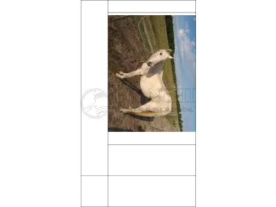 EQUINO,  Raça COMUM, Sexo Femea, idade 25 anos,  cor torilha branca e bege,  resenha 131/2023