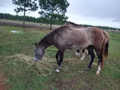 EQUINO,  Raça COMUM, Sexo macho, idade 04 anos, cor moura, com cicariz na pata dianteira  resenha 128/2023