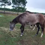 EQUINO,  RAÇA COMUM, SEXO MACHO, IDADE 04 ANOS, COR MOURA, COM CICARIZ NA PATA DIANTEIRA  RESENHA 128/2023